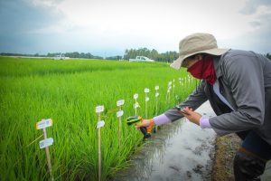 CGIAR announces new breeding data strategy and endorses single data platform_Cover image