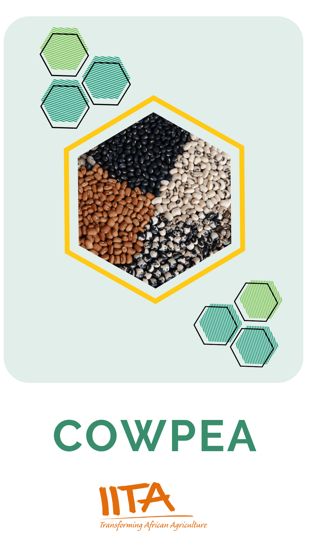 Cowpea 25.06