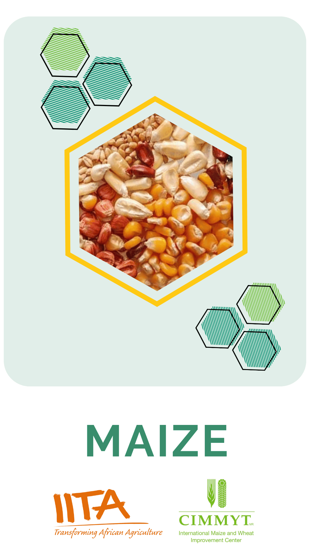 Maize 25.06
